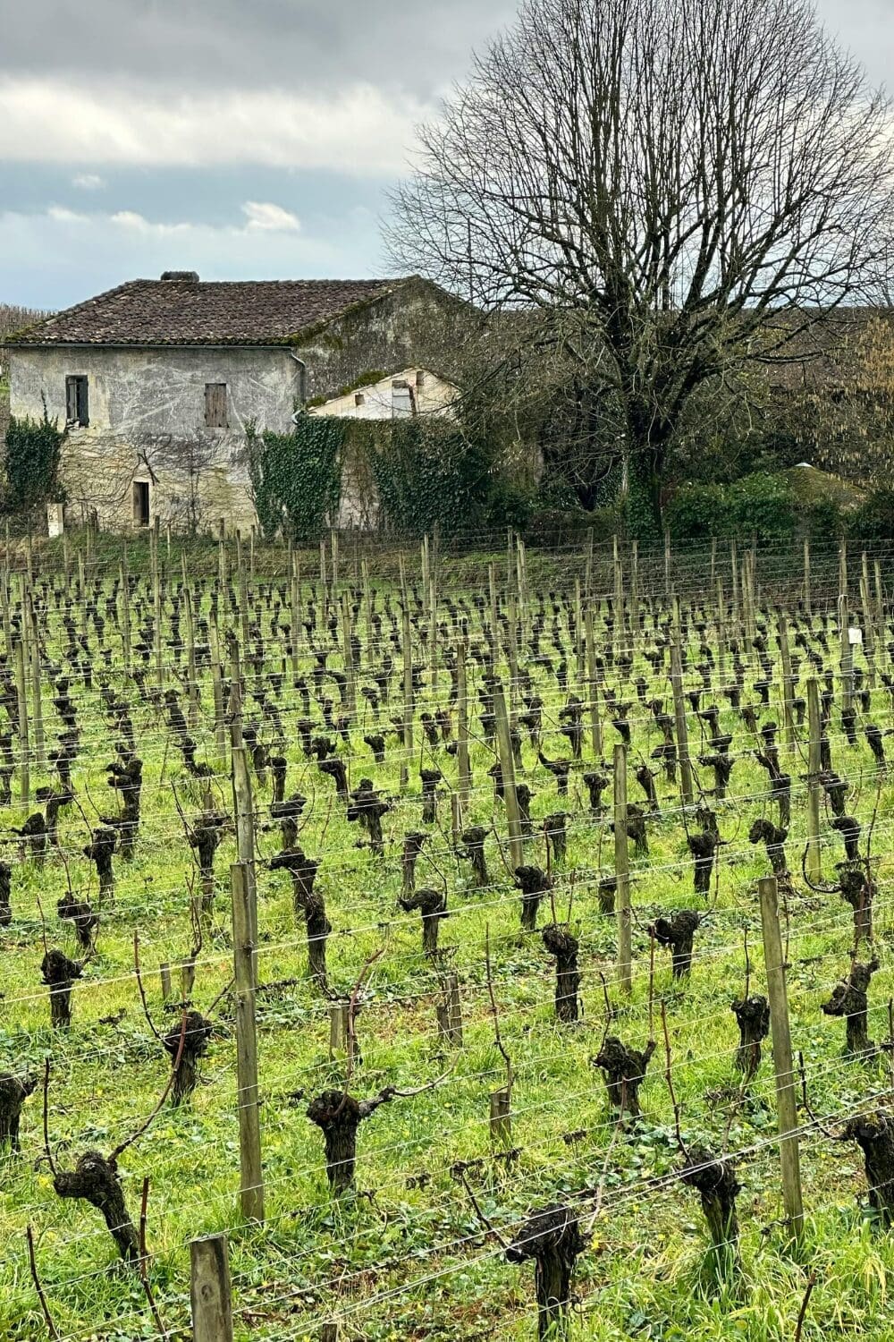 French vineyard rows in winter with ivy-covered stone farmhouse in background, authentic Loire Valley wine country France