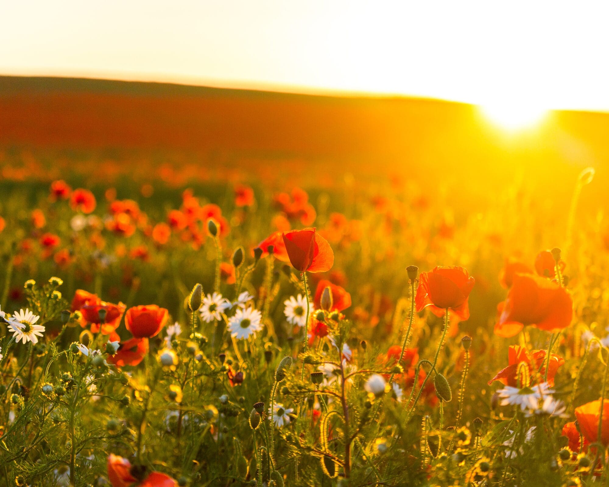 Red poppy field at golden sunset Normandy France WWII remembrance Nightingale France trip