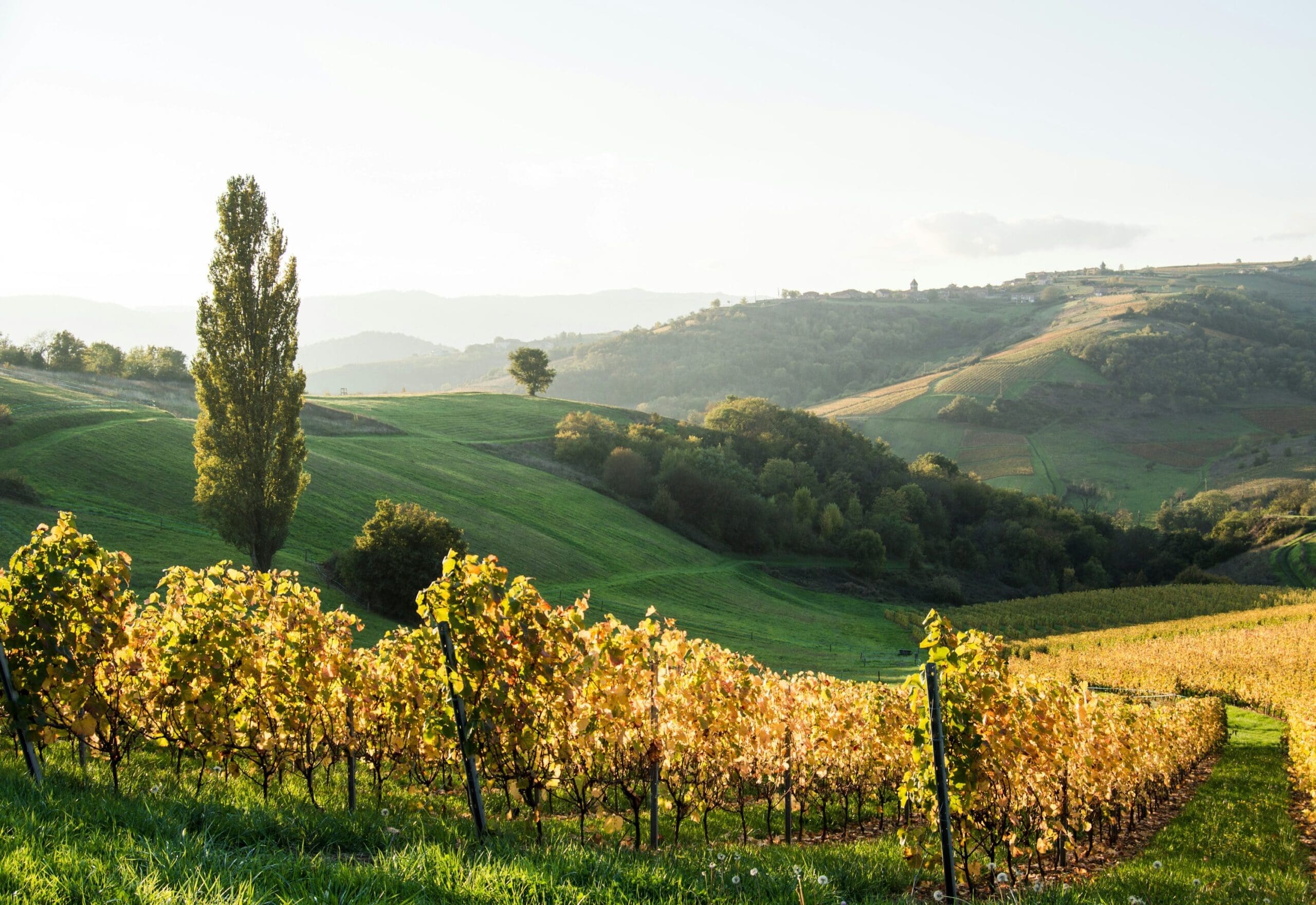 Loire Valley vineyard with rolling green hills and golden light, French countryside wine region, private vineyard tour France